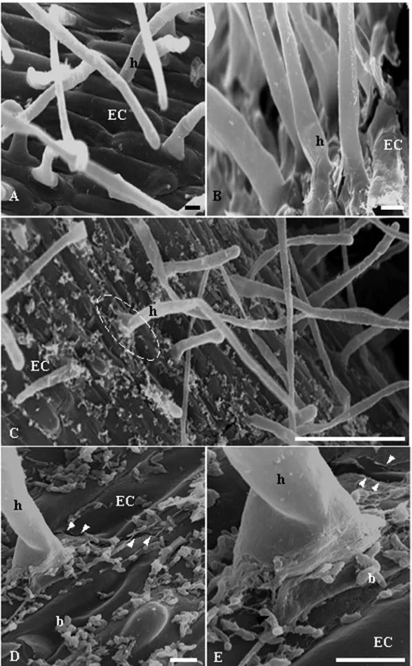 Fig. 1 – SEM of rice root colonization (root hair zones) by B. kururiensis at 7 dpi. SEM from roots of uninfected control plantlet under gnotobiotic conditions (A, B)