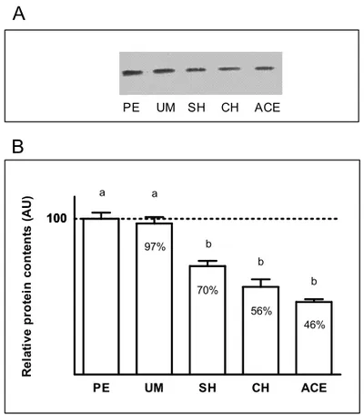 Fig. 4 – A. Relative protein contents. Example of Western blot im- im-munoassay for CuZnSOD in the endometrium of patients diagnosed with polypus endometrii (PE), uterus myomatosus (UM), simple  hy-perplasia (SH), complex hyhy-perplasia (CH) and adenocarci