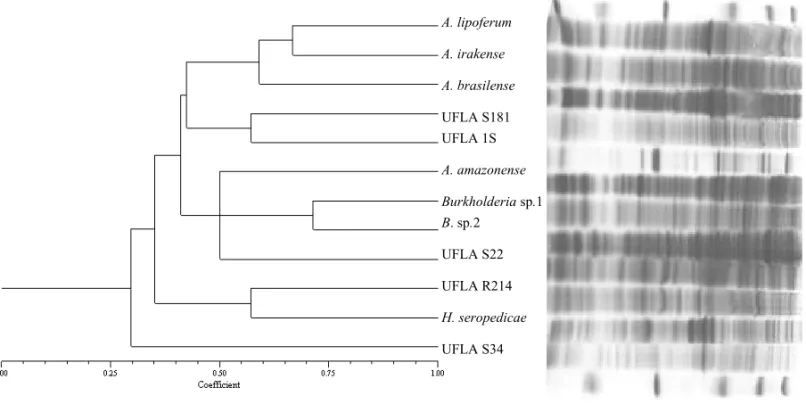 Fig. 5 – Dendrogram and total protein profiles of associative diazotrofics bacteria: MWM (molecular weight marker), A