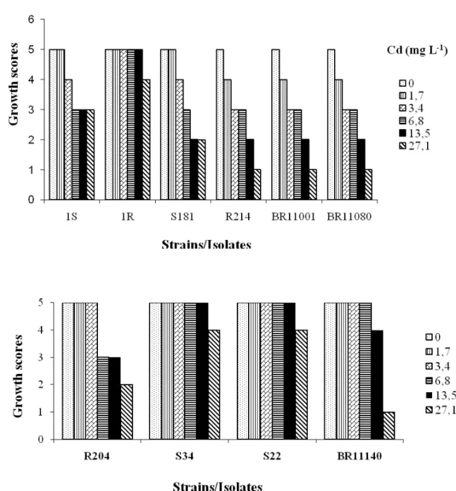 Fig. 2 – Growth scores of associative diazotrophic bacteria isolated from heavy metal contaminated area and type strains in potato dextrose agar medium supplemented with different concentrations of Cd 2+ (mg L -1 ) ten days after inoculation