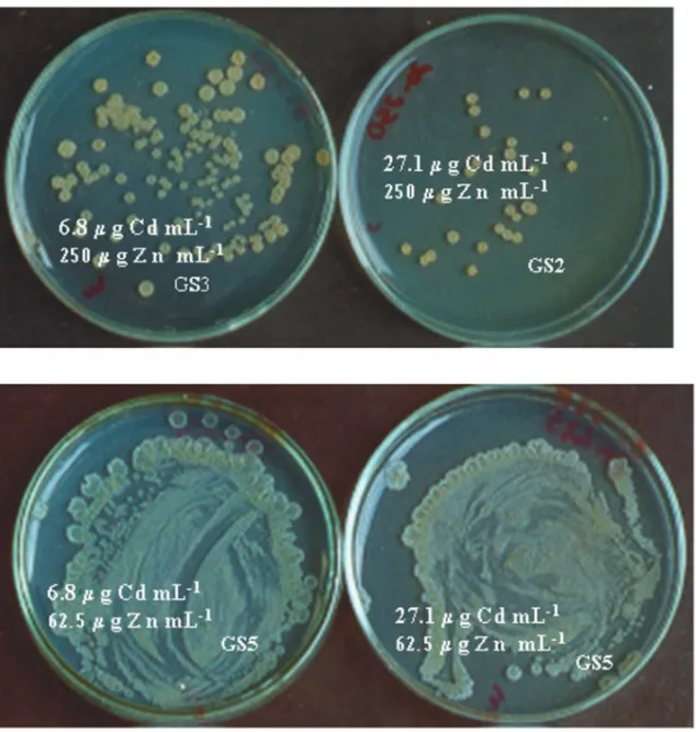 Fig. 4 – Growth scores (GS) of UFLA S34 at different combinations of Zn +2 and Cd +2 concentrations supplemented in dextrose agar medium