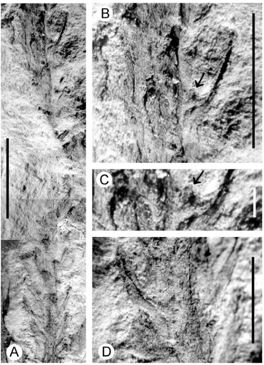 Fig. 2 – Lycopodites sp.: A) General view of the availed material (GP/3T 2276 – graphic scale corresponding to 10.0 mm); B) Detail of the apical portion of Fig