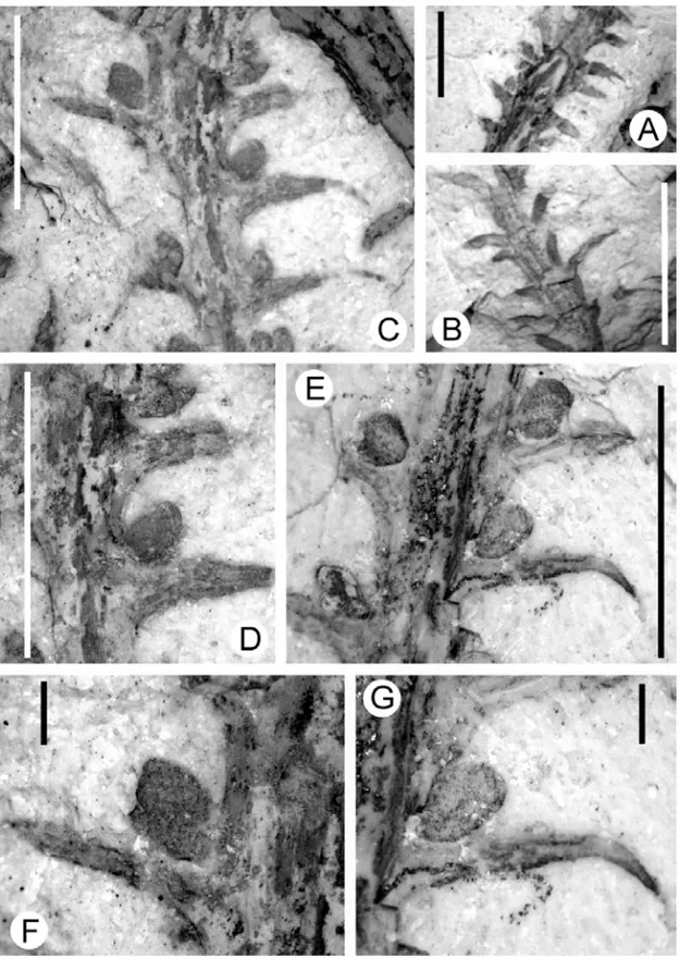 Fig. 3 – Lycopodites riograndensis: A) General view of the availed material (PbU 038 – graphic scale corresponding to 10.0 mm); B) Detail of the round form microphylls from the basal to the apical portion (PbU 262 – graphic scale corresponding to 10.0 mm);