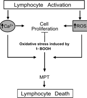 Fig. 8 – Summary of the effects of t-BOOH-induced oxidative stress on pathways involved in proliferation and death of activated lymphocytes.