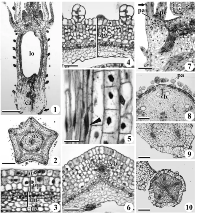 Fig. 1 – Ovary of the floral bud. Figs. 1, 5, 7, 9 – Longitudinal sections. Figs. 2-4, 6, 8, 10 – Transversal sections