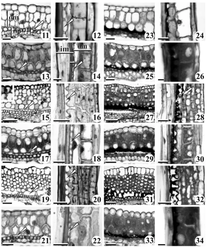 Fig. 2 – Pericarp during development. From left to right, first and third columns – Transversal sections