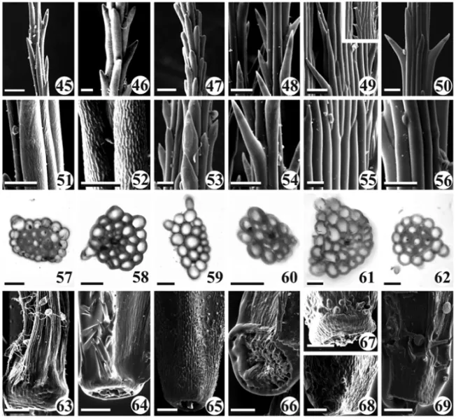 Fig. 4 – Micromorphology (first and second rows) and transversal sections of the pappus (third row), and micromorphology of the carpopodium (fourth row)