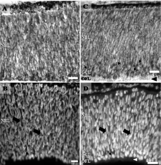 Fig. 1 – Photomicrographs of retinal sections from E5 (A and B) and E6 (C and D). Retinal sections stained for cresyl violet (A and C) and DAPI (B and D)