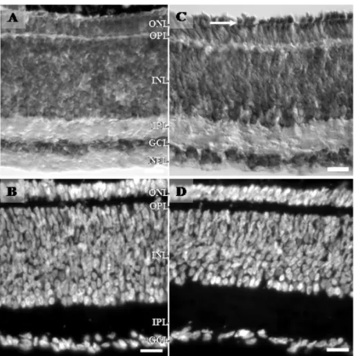 Fig. 3 – Photomicrographs of retinal sections from E13 (A and B) and E15 (C and D) stained for cresyl violet (A and C) and DAPI (B and D)
