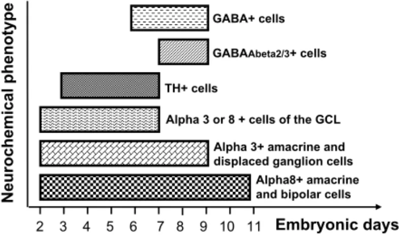 Fig. 5 – Schematic histogram of neurogenesis periods of different neu- neu-rochemical cell subpopulations Note that subpopulations of amacrine cells, for example, expressing different phenotypes, can have different neurogenesis periods (compare alpha8+ ama