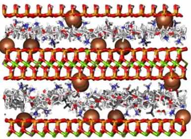 Fig. 2 – Snapshots after 1 ns of molecular dynamics simulation of the 7160 atom 33% ammonium mix (PPO-NH 2 /PPO–NH + 3 )  sys-tem showing the interlayer arrangement of ammonium cations and adjacent clay sheets