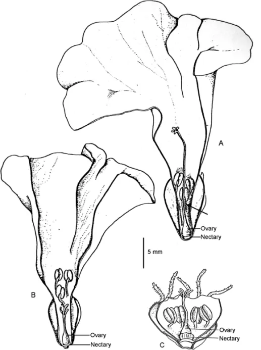 Fig. 1 – Schematic longitudinal sections showing the reproductive structures and the nectary of longistylous (A) and brevistylous (B) flowers of Cordia leucocephala (arrow points to trichomes), and longistylous flowers of C