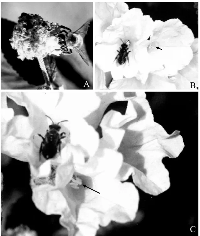 Fig. 2 – Apis mellifera visiting Cordia globosa flower (A), and Ceblurgus longipalpis (Halictidae- (Halictidae-Rophitinae) visiting longistylous (B) and brevistylous (C) flowers of Cordia leucocephala in a Caatinga area in Pernambuco, Brazil