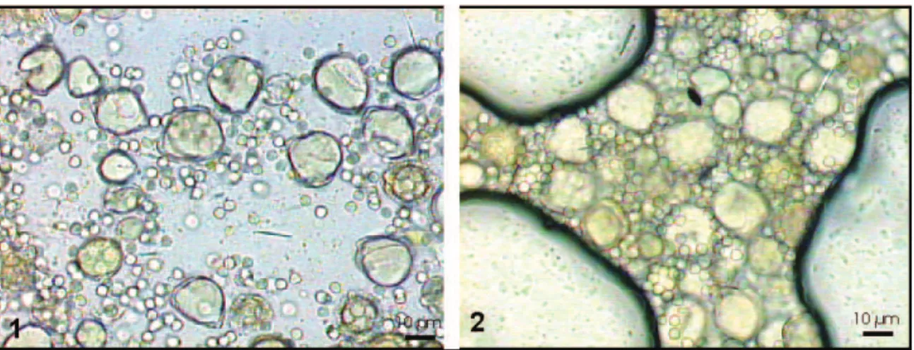 Fig. 1 – A pool of pollen loads prepared using technique 2; pollen grains are well dispersed all over the slide