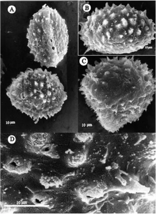 Fig. 3 – Isoetes pedersenii. A-D. Microspores observed with SEM. A – Proximal view (top) and equatorial view (bottom)