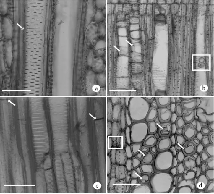 Fig. 3 – Mollinedia glabra wood. a. Details of intervessel pits scalariform to opposite (arrow) of OPS (TLS).