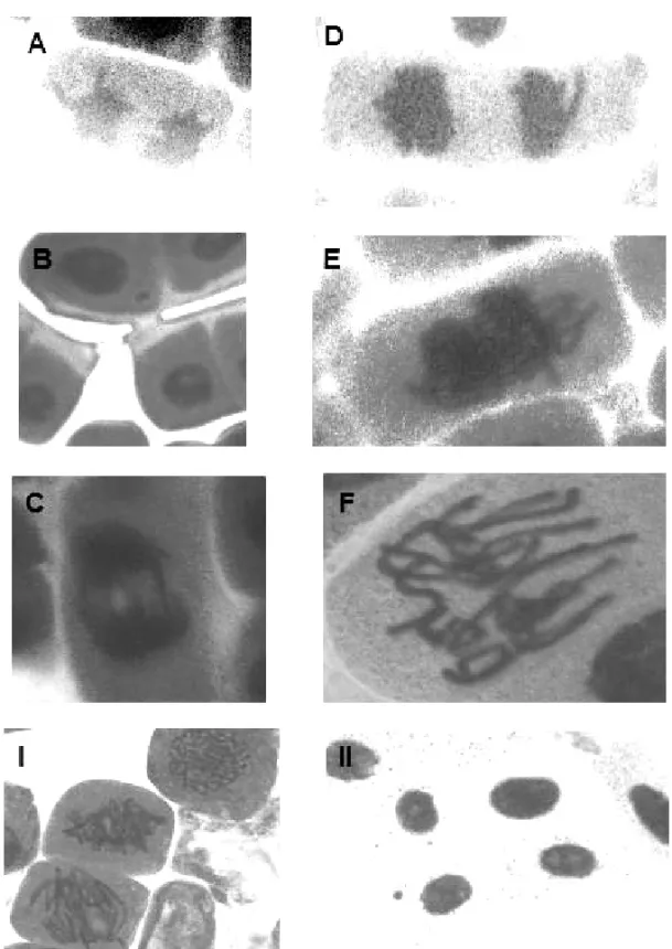 Fig. 1 – Different types of aberration induced by NDEA in Allium cepa root tips: (A) lagging chromosome at anaphase (25mM); (B) micronucleus at interphase (5 mM); (C) bridge formation (0.5 mM); (D) lagging chromosome at anaphase (0.5 mM); (E) stickiness fo