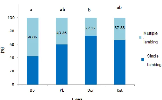 Figure 1. Percentage of single and multiple lambings of Bb, Pb, Dor, and Kat ewes.  