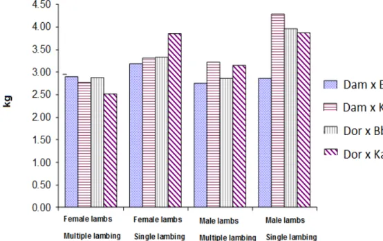 Figure 3. Birth weights of offspring of Dor and Dam mated with BbPb or KatDor ewes. 