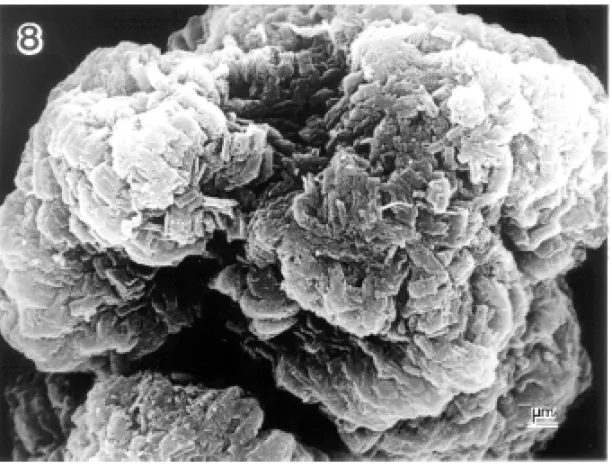 Fig. 8 – SEM of an agglomerate after being heated at 1050 ◦ C.