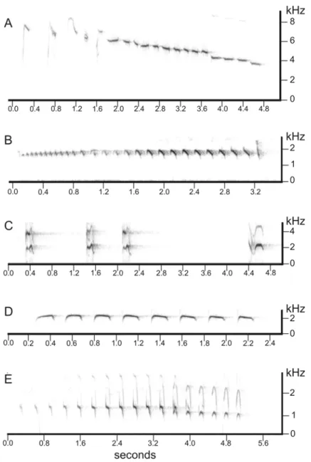 Fig. 1 – Sonograms of the vocalizations used for each studied species for the playback surveys.