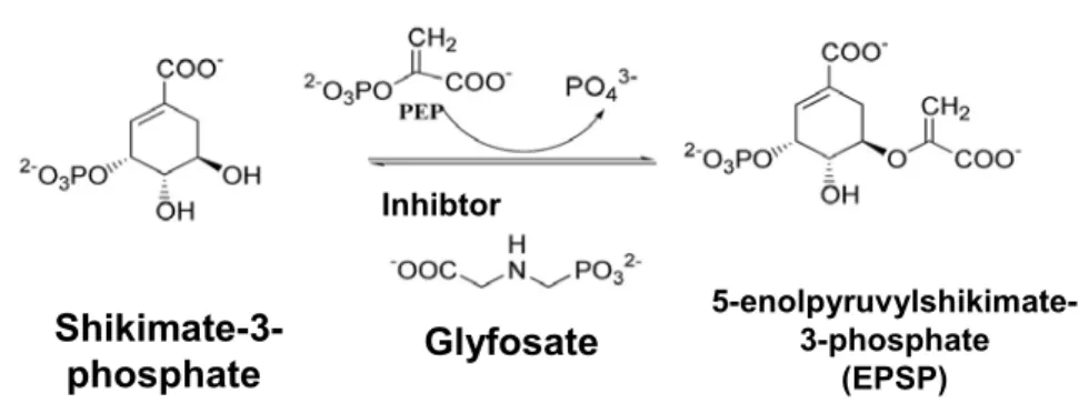 Fig. 4 – Catalytic reaction mediated by EPSPS and structure of the inhibitor (glyphosate).