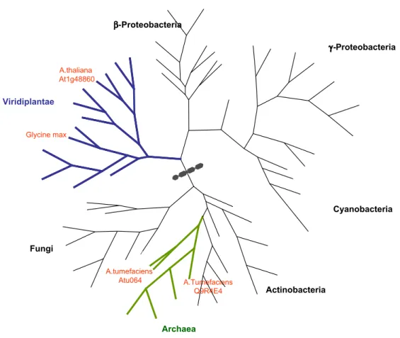 Fig. 2 – Philogenetic tree based on sequence alignment of EPSPS. Doted green line represents the diversion between the two families.