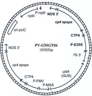 Fig. 3 – Schematic representation of plasmid PV-GMGT04: P- P-E35S: Promoter/ enhancer from CaMV