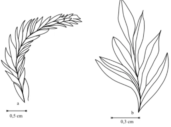 Fig. 2 – Coricladus quiteriensis sp. nov. vegetative branches:
