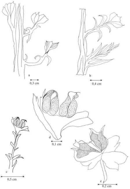 Fig. 4 – Coricladus quiteriensis sp. nov. reproductive branches from Quitéria outcrop: (a) reproductive branches coming from the leafless principal branches, presenting scarce leaves – PbU 073; (b) reproductive and vegetative branches, coming from the same