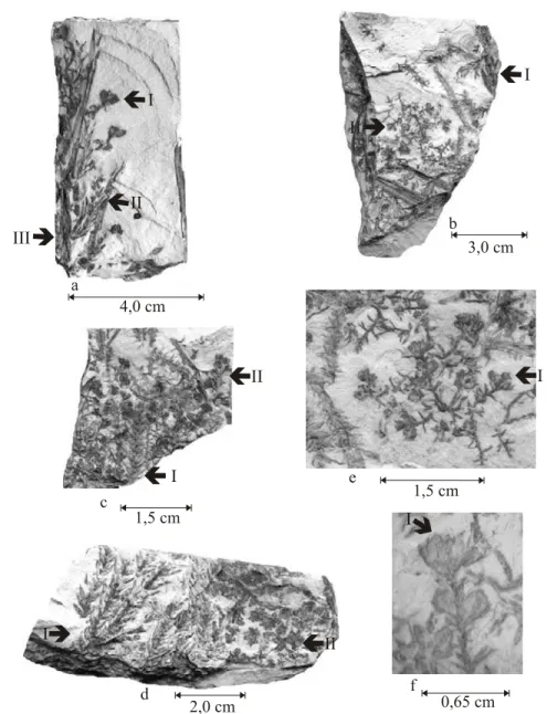 Fig. 5 – Coricladus quiteriensis sp. nov. reproductive branches from Quitéria outcrop: (a) reproductive (I) and vegetative (II) branches, coming from the same leafless principal branch (III) – PbU 073; (b) association of vegetative branches (I) and reprodu