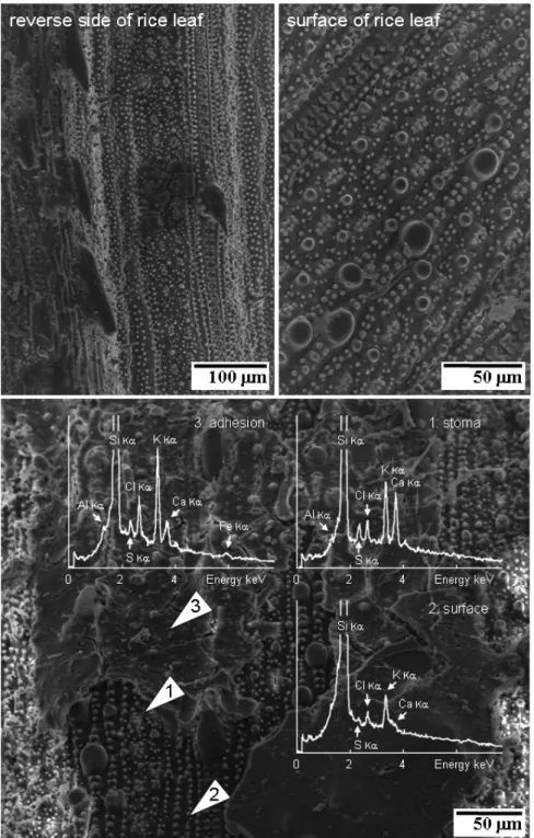 Fig. 7 – Scanning electron microphotographs equipped with energy dispersive analyses (SEM-EDX) of rice leaf collected from landslide areas in Niigata