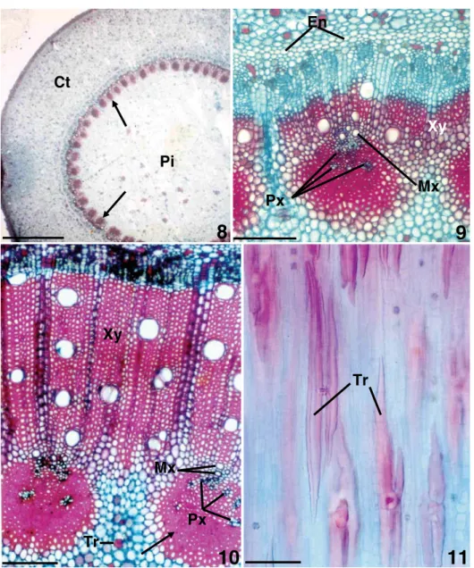 Fig. 9 – Detail from previous figure, in which the protoxylem (Px), metaxylem (Mx) and secondary xylem (Xy) can be distinguished.