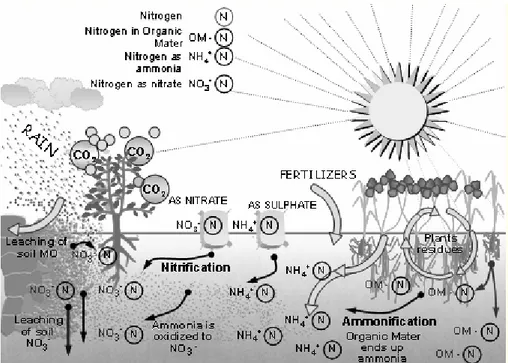 Fig. 6 – Representation of a typical of Process Agricultural environment with chemical and biologic intensiﬁcation during the replenishment of soil fertility.
