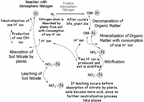 Fig. 7 – A schematic representation of the Nitrogen cycle showing the reactions which occur due to an increase in H + ions concentration in the soil.