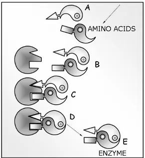 Fig. 1 – Enzymatic activities: Biosynthesis of enzymes by effects of micronutrients supply.