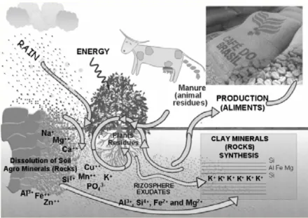 Fig. 5 – Representation of a typical Agro Ecological Agricultural environment with biological intensiﬁcation on replenishment of soil fertility and the action of exudates on active mobilization and dissolution of nutrients from low solubility agrominerals.