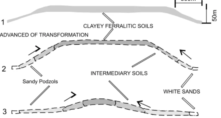 Fig. 7 – Stages of evolution of the lateritic – podzol soil systems in the Amazon Basin (Melfi et al