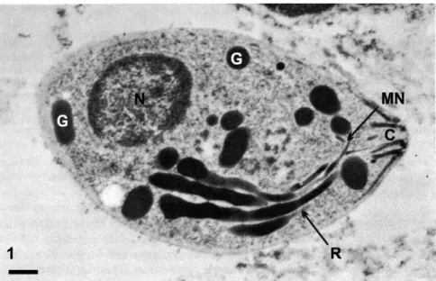 Fig. 1 – Transmission electron microscopy of a tachyzoites of Toxoplasma gondii submitted to the ethanolic phosphotungstic acid technique, which labels structures containing basic proteins