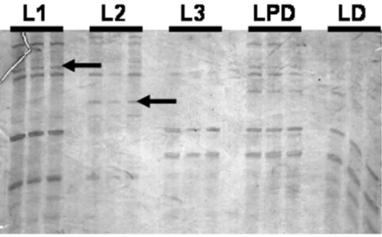 Fig. 1 – Profiles of DDRT-PCR in larval stages of Melipona scutellaris generated using HT11A-AP04 primer combination