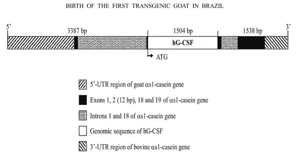 Fig. 1 – Construction pGCm3 with hG-CSF under control of 5‘-flanking sequence of goat αs1-casein gene used to microinjection into goat zygotes.