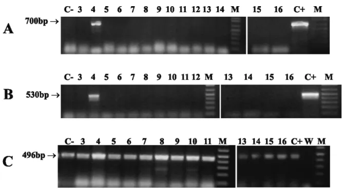 Fig. 3 – Identification of transgenic goat using PCR analysis with PrA/PrB (A) and PrC/PrD (B) primers
