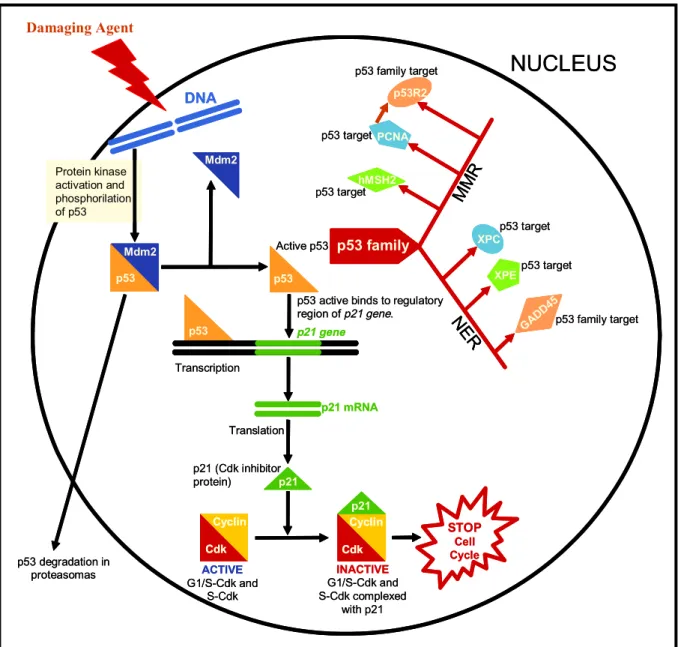 Fig. 7 – DNA repair mediated by p53 family target genes. Some mutations, which are linked to cancer, appear to involve the failure of one or many of a given cell’s repair systems