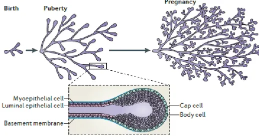 Figure 1 – Different stages of mammary development and TEBs structure. Adapted from (14)