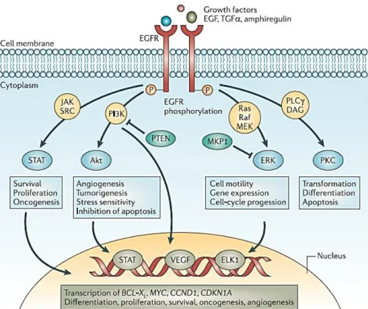 Figure  4 – Main pathways activated downstream of EGFR. AKT, Protein  kinase B;  CCND1,  gene encoding  cyclin  D1;  CDKN1A,  gene  encoding  p21;  EGF,  epidermal  growth  factor;  EGFR,  EGF  receptor;  ERK/MAPK,  extracellular signal-regulated kinase; J