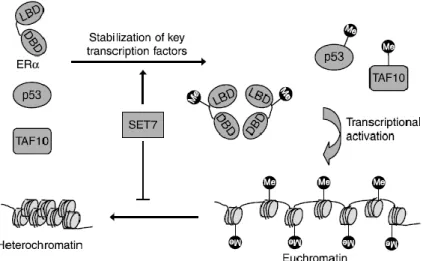 Figure  5  –  SETD7  substrates  and  gene  expression.  H3K4  methylation  by  SETD7  prevents  chromatin  condensation  (i.e.,  chromatin  adopts  an  “open”  conformation  –  euchromatin)  and  enhances  gene  transcription