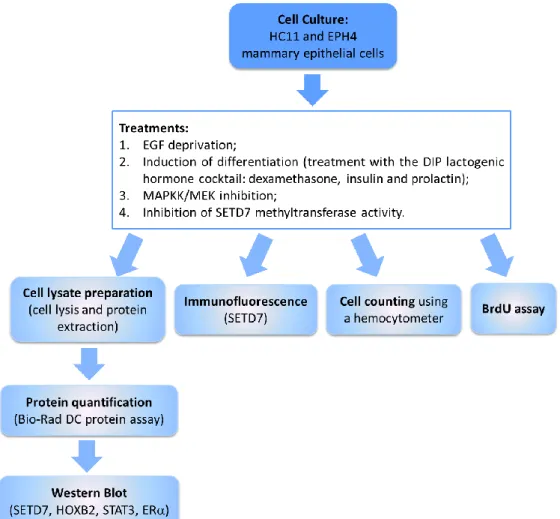 Figure  7  –  Schematic  representation  of  the  methodology  used  throughout  this  project
