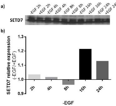 Figure  8  –  Effect  of  EGF  on  SETD7  expression.  HC11  cells  were  depleted  of  EGF  for  the  indicated  time  intervals
