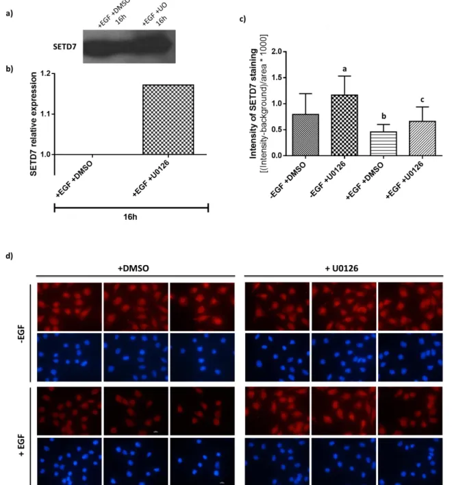 Figure 9 – U0126 effect on SETD7 expression. (a) and (b) HC11 cells were co-treated with EGF-free medium  +  10  ng/mL  EGF  (+EGF)  and  1  M  U0126  (or  DMSO  –  control)  for  16h