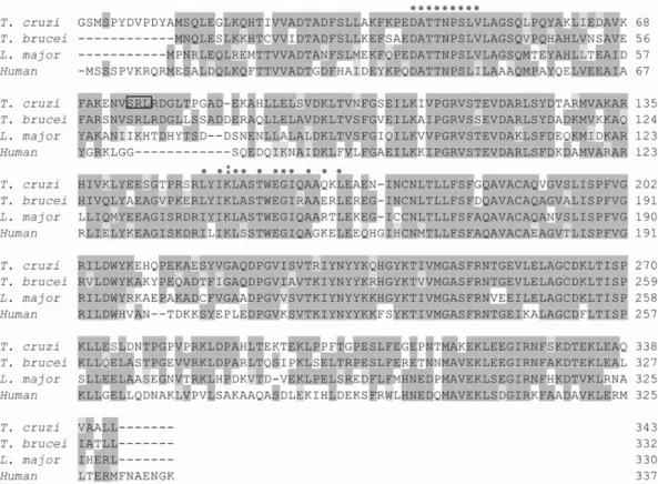 Fig. 8 – Alignment of the deduced amino acid sequences of different transaldolases. The T